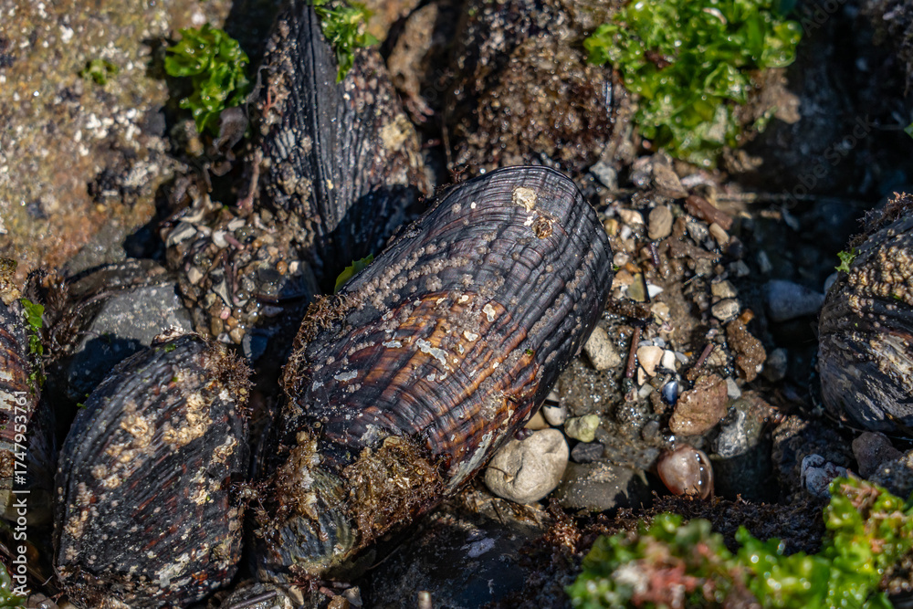 Obraz premium The California mussel (Mytilus californianus) is a large edible mussel, a marine bivalve mollusk in the family Mytilidae. Malibu Lagoon State Beach, Los Angeles County, California. intertidal zone