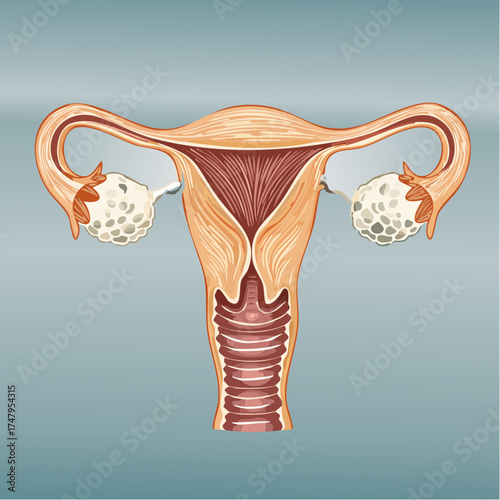 Female Reproductive System Anatomy of Uterus, Ovaries, and Fallopian Tubes