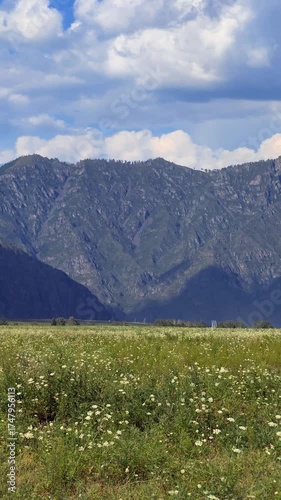Vertical video of a meadow with wild flowers and herbs. Natural floral background.