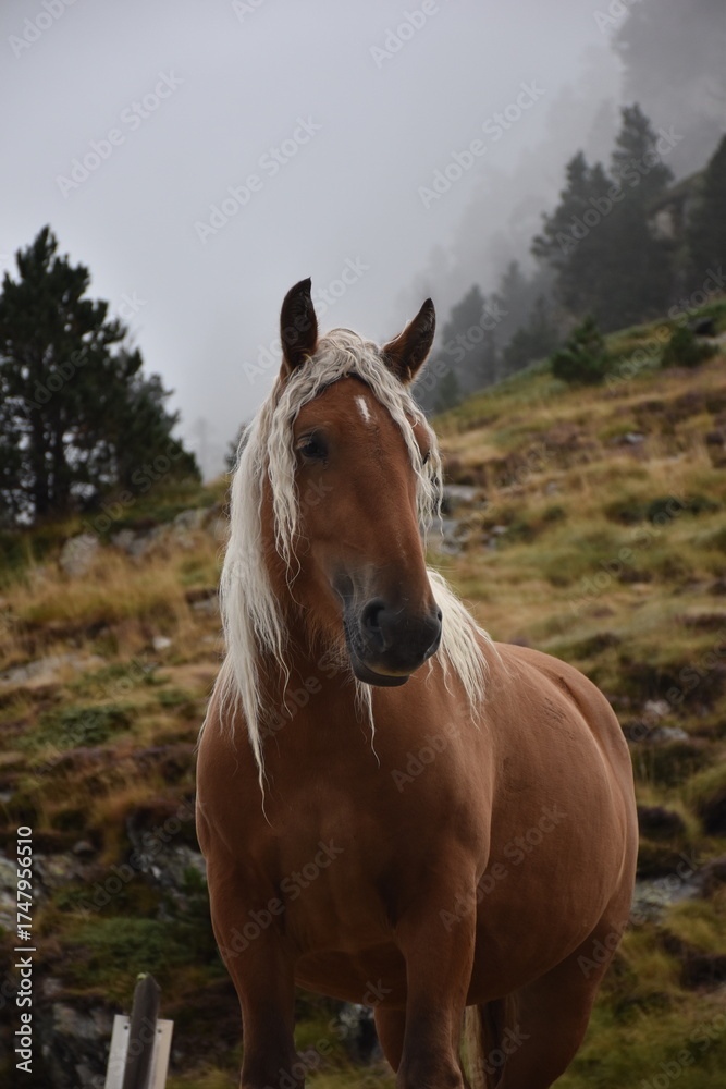 Obraz premium Cheval sauvage