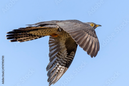 Common Cuckoo