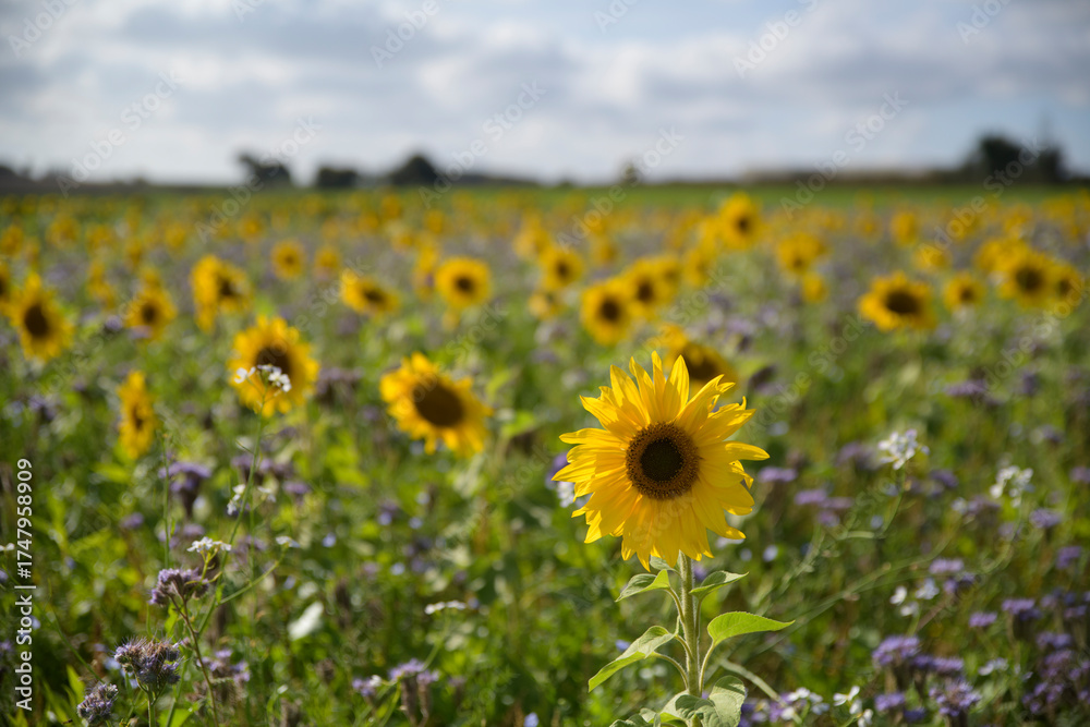 Fototapeta premium Magnifique champ de Tournesols et Phacélies - Bretagne France