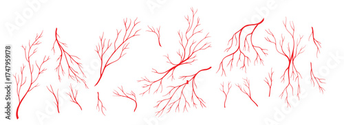 red veins anatomy blood artery and eye capillary