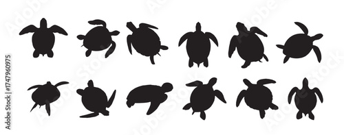 sea turtle silhouette on white background