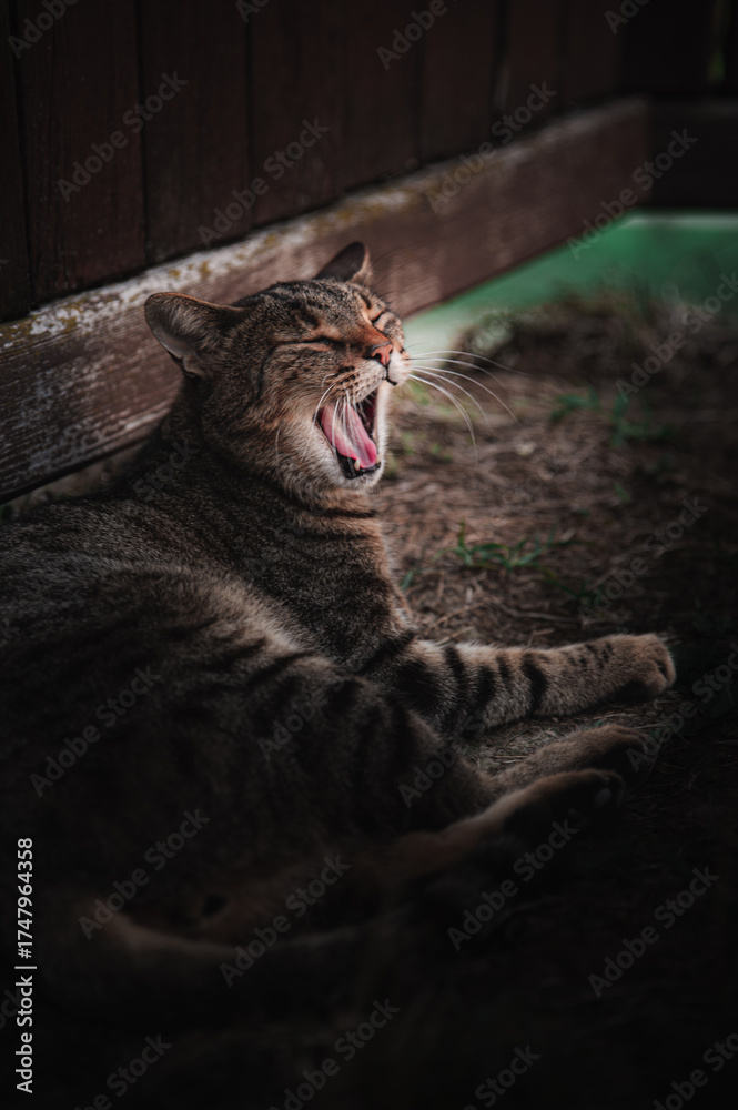 Naklejka premium yawning cat
