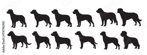 patterdale terrier dog silhouette white background vector illustration