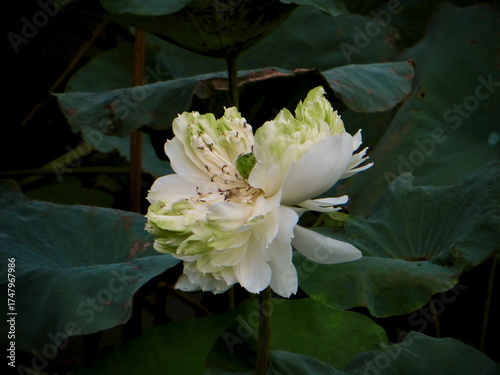 White lotus in full bloom, captured with rich natural detail and soft tones - symbolizing serenity, harmony, and spiritual awakening. Ideal for home décor prints, Zen spa imagery, and cultural designs