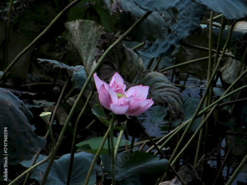 Soft Pink Lotus Bud Emerging from Pond — Symbol of Renewal, Hope, and Natural Grace on West Lake in Hanoi, Vietnam