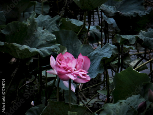 Blooming Pink Lotus Flower in Shadowed Pond — Symbol of Serenity and Spiritual Awakening on West Lake in Hanoi, Vietnam
