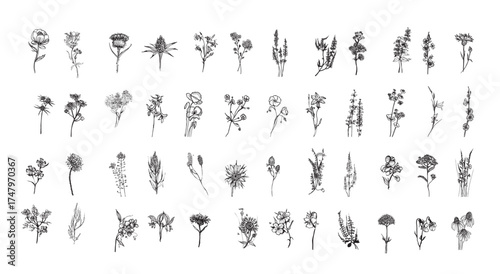 Meadow Flowers in Art Ink Style vector