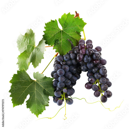 Fresh purple grape bunches with green vine leaves isolated on Transparent Background