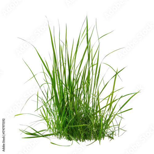 Green grass clump with long blades isolated on Transparent Background