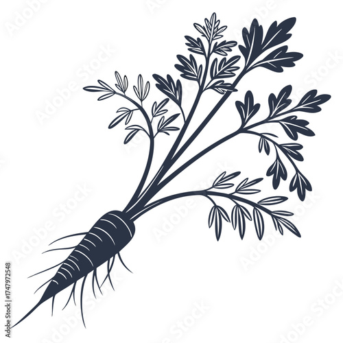 alfalfa sprout on white background 