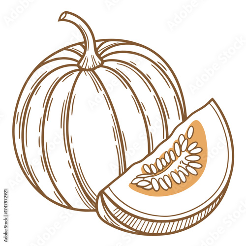 acorn squash vector