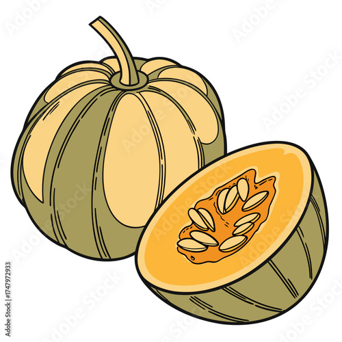 acorn squash on white background 