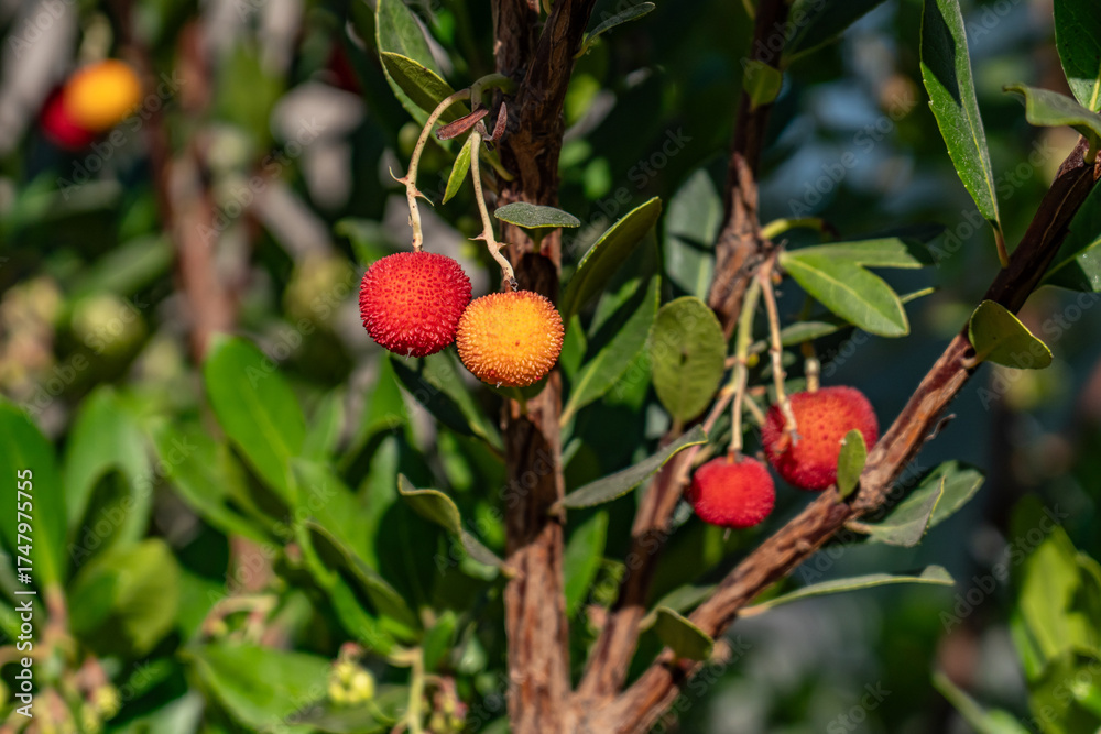 Obraz premium Arbutus unedo, strawberry tree, madrone, is an evergreen shrub or small tree in the family Ericaceae. Malibu is a beach city in the Santa Monica Mountains region of Los Angeles County, California.