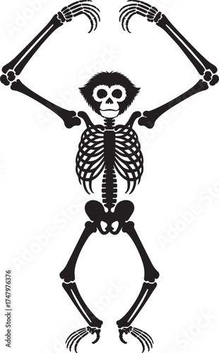 Chimpanzee Skeleton Front View - Primate Anatomy Illustration - Animal Biology Diagram Overhead