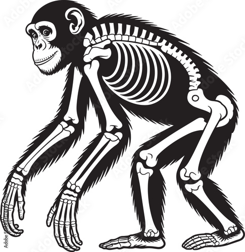 Chimpanzee Skeleton Fur Details X-ray - Primate Anatomy Illustration - Animal Biology Diagram with Hair