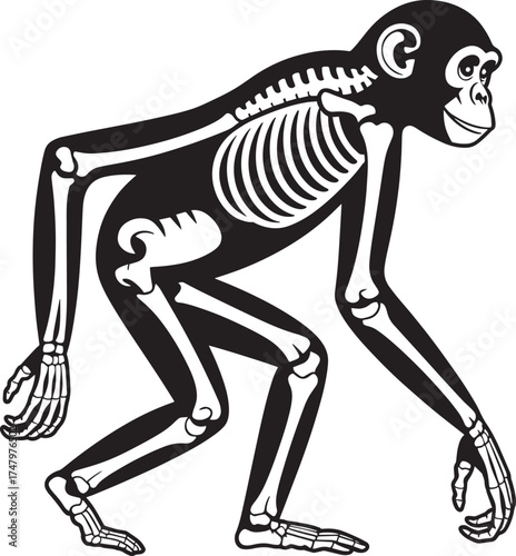 Chimpanzee Skeleton X-ray View - Primate Anatomy Illustration - Animal Biology Diagram