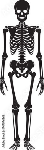 Full body human skeleton front view isolated graphic, anatomical structure bone illustration