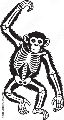 Smiling Chimpanzee Skeleton Illustration Transparent Background Vector Primate Anatomy Ape Educational Graphic