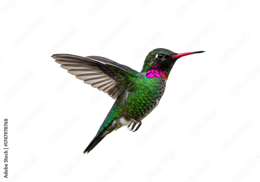 Fototapeta premium Isolated Rufous hummingbird in flight, with wings outstretched, bright green feathers showing