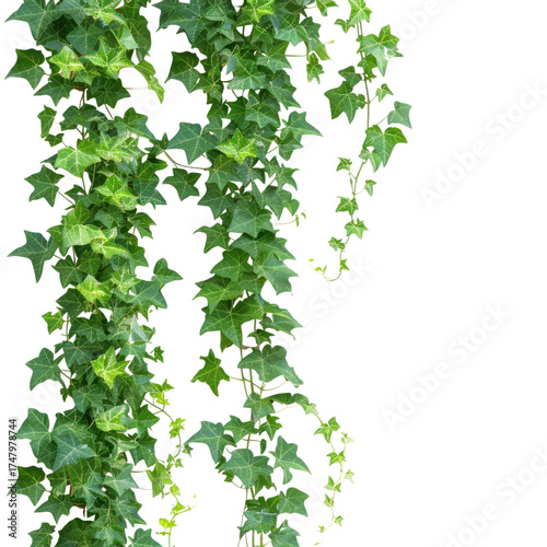 Green ivy vine foliage hanging with leaves isolated on Transparent Background