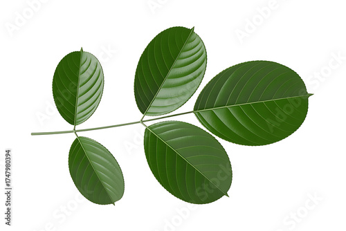 Vibrant green leaves branch out, displaying natural textures and botanical beauty.