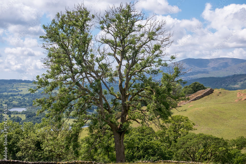 Obraz premium Impressive lonely tree during spring near Windermere in the Lake District, Cumbria, England