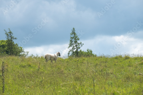 One white sheep with a black face walking away on a field with long grass in the Lake District, England