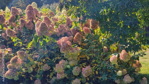 Autumn landscape with colorful flowers. Hydrangea paniculata.