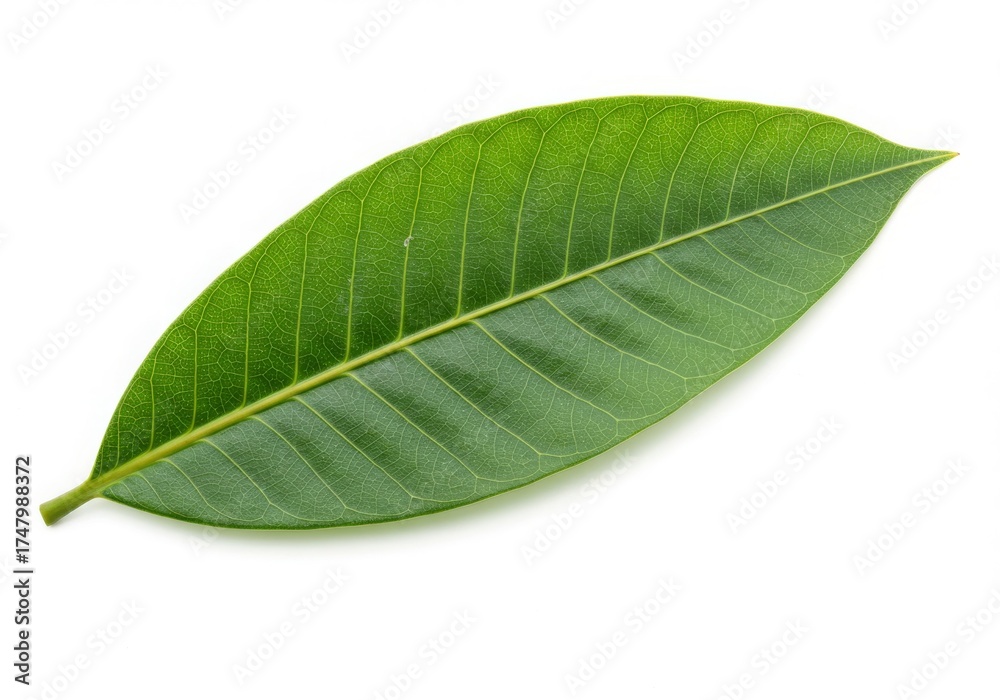 Obraz premium Fresh Green Mango Leaf Isolated on White Background Studio
