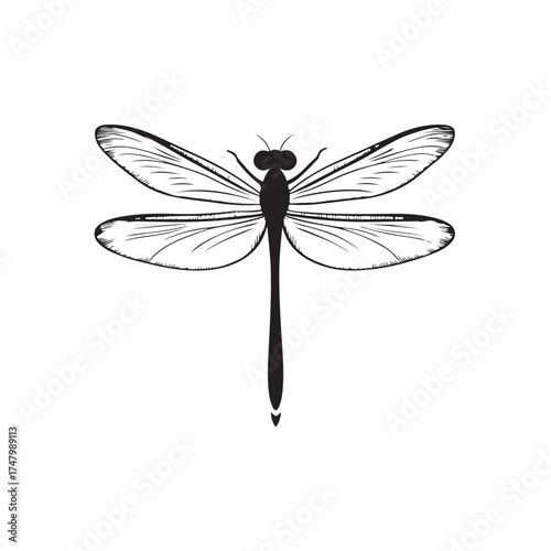 Dragonfly silhouette, Silhouette dragonfly isolated flat design black and white vector illustration, Black vector illustration on white Background