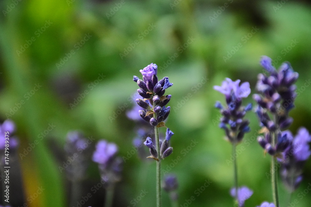 Fototapeta premium Lavender Blossoms in a Peaceful Garden 