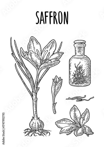 Bottle with saffron dry threads. Plant with flower and corms. Engraving black vintage vector illustration isolated on white background.