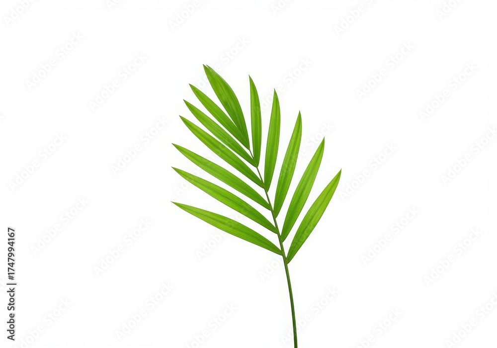 Fototapeta premium Vibrant Green Palm Leaf, White Background, Studio Shot