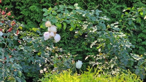 Rose hips and roses in the garden. Beautiful botanical shot, natural wallpaper.