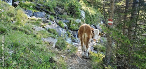 Rind auf Wanderweg