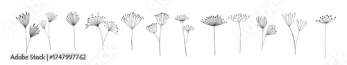 outline floral twigs and sprigs umbrella flowers