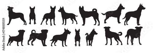  lancashire heeler dog silhouette white background