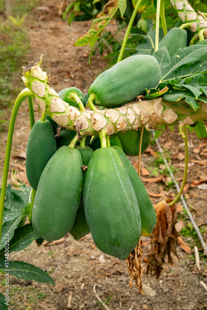 Obraz premium The papaya, papaw, or pawpaw is the plant species Carica papaya, one of the 21 accepted species in the genus Carica of the family Caricaceae. Papaya is also the name of its fruit. 