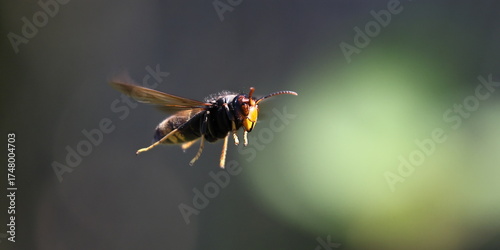 fliegende Asiatische Hornisse 