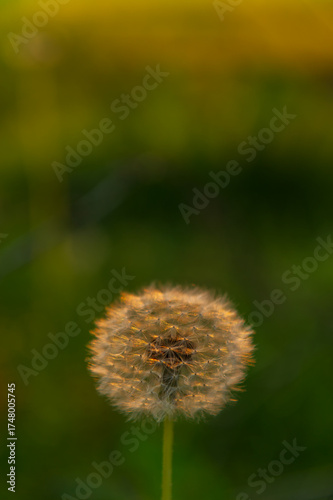Dandelion in the evening on a blurred green meadow.