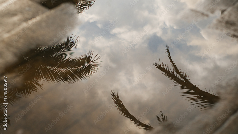 Obraz premium Palm tree and cloud reflection in a puddle