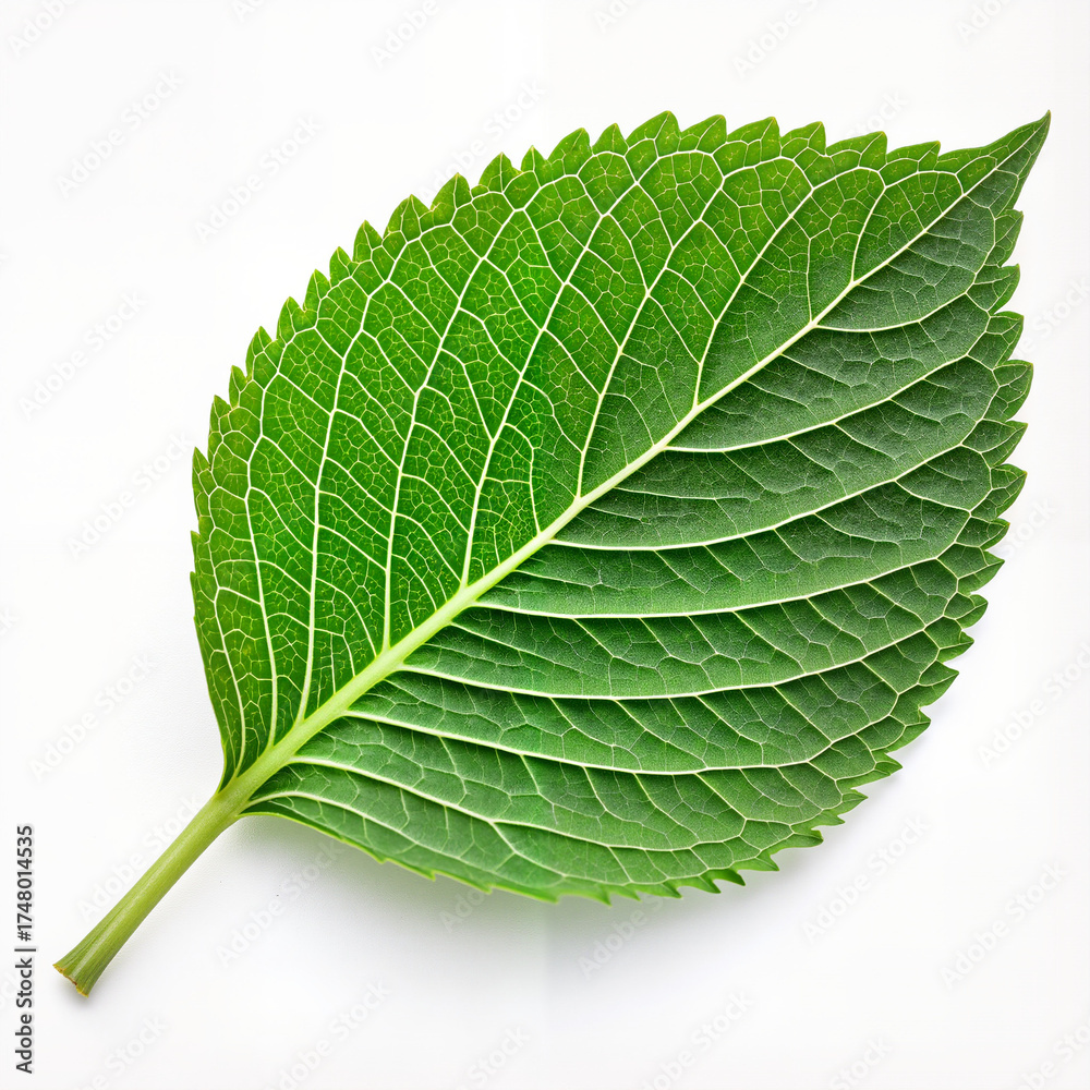 Obraz premium Blossoming branch with green leaves and white flowers on white background 