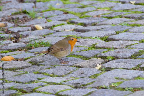 Wallpaper Mural European robin standing on a mossy cobblestone path in soft natural light	 Torontodigital.ca