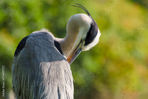 Wallpaper Mural Close-up portrait of grey heron preening feathers Torontodigital.ca