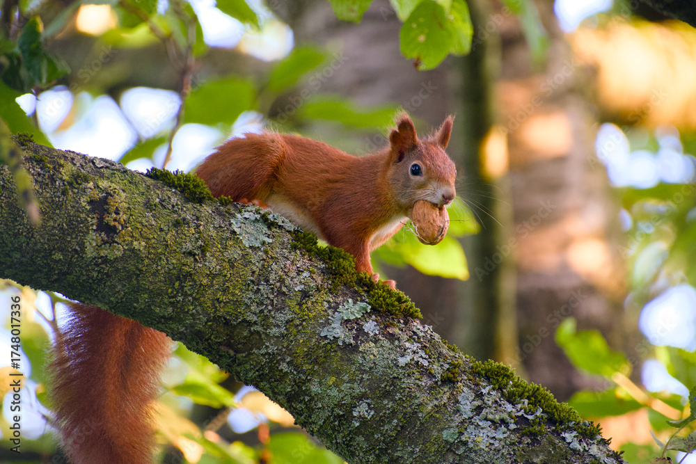 custom made wallpaper toronto digitalRed squirrel perching on a tree branch holding a walnut in mouth close-up