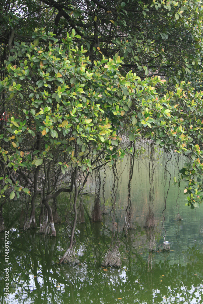 Fototapeta premium hoan kiem lake in hanoi in vietnam 