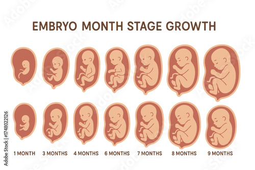 Embryo growth stages: month-by-month development from 1 to 9 months